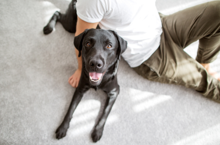 Dog at Home