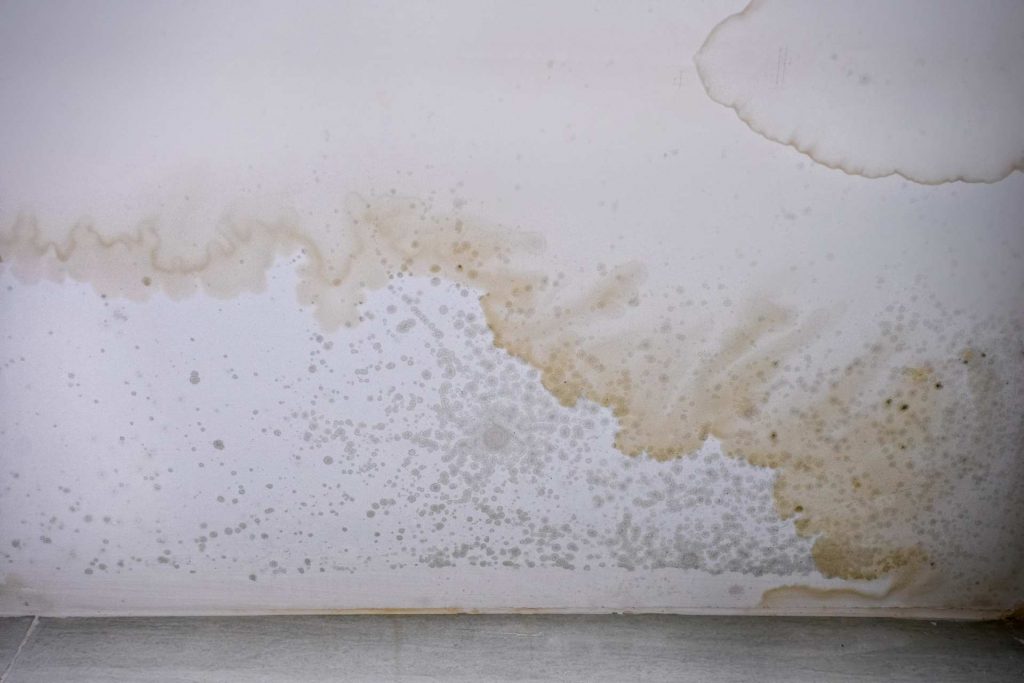 mold stains and moisture damage on a ceiling